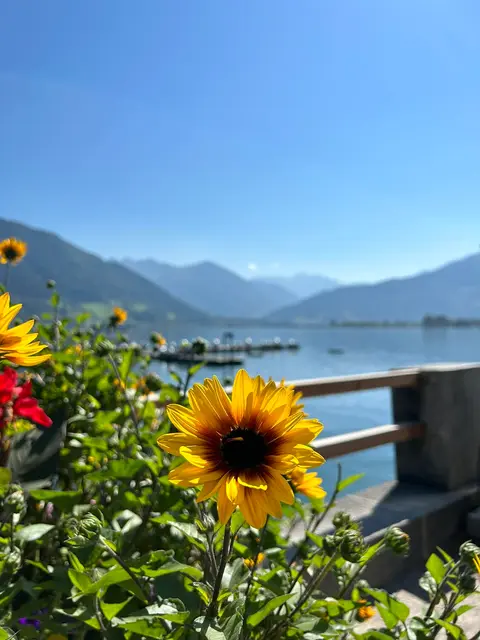 Virág  - Zell am See előterében